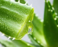 芦荟的功效与作用有哪些？详细功效、作用一览了解，这些作用全分享